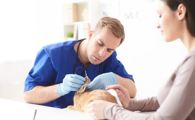 Veterinary Ultrasound Imaging: A Guide to Understanding Your Pet’s Health